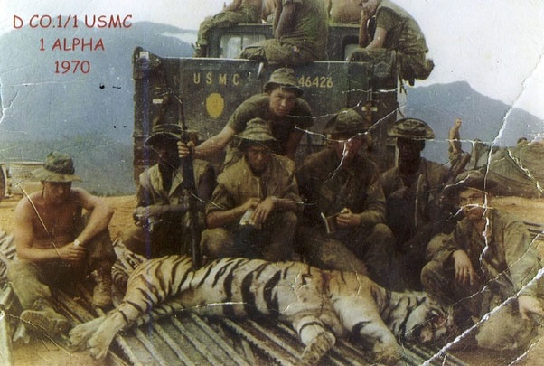 Tigers in Vietnam