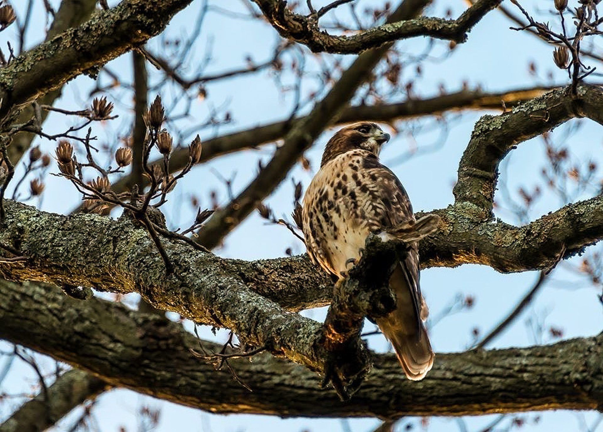 Birding Walk