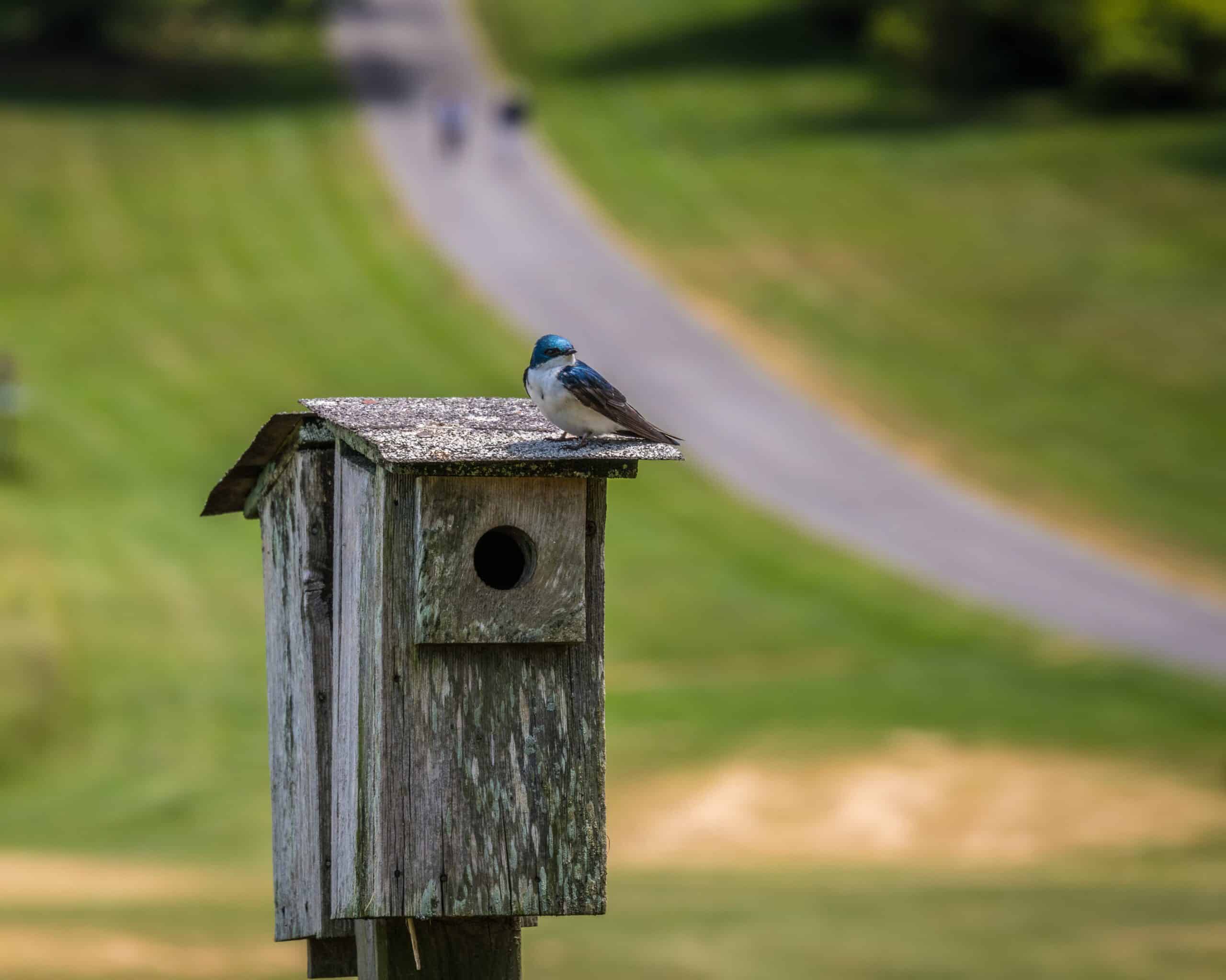 Birding Walk