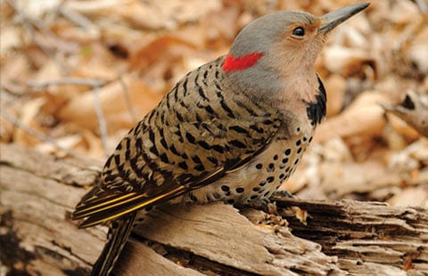 Birding Walk