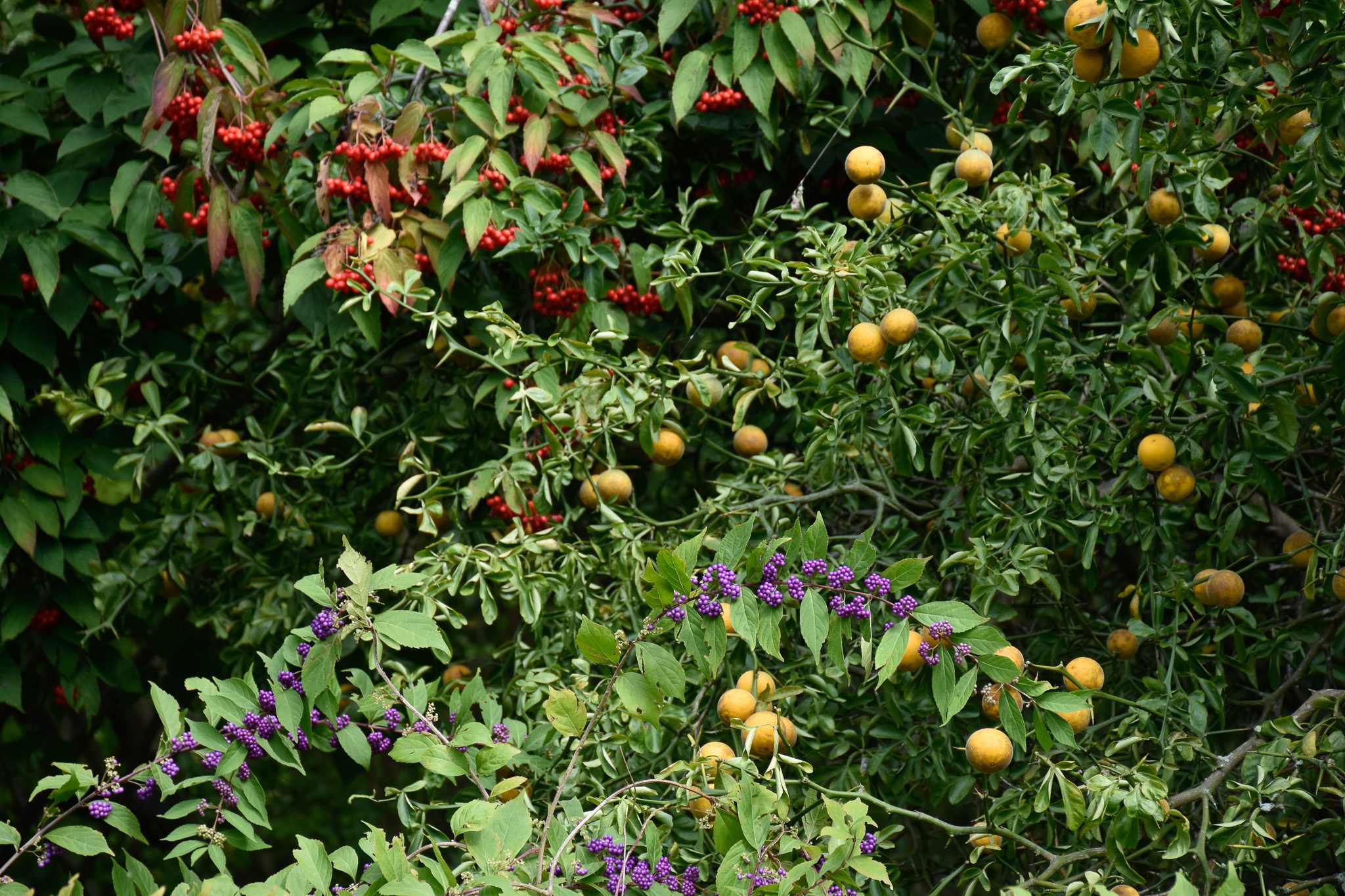 Director’s Garden & Estate Walk: Autumn Color, Flowers, and Fruits